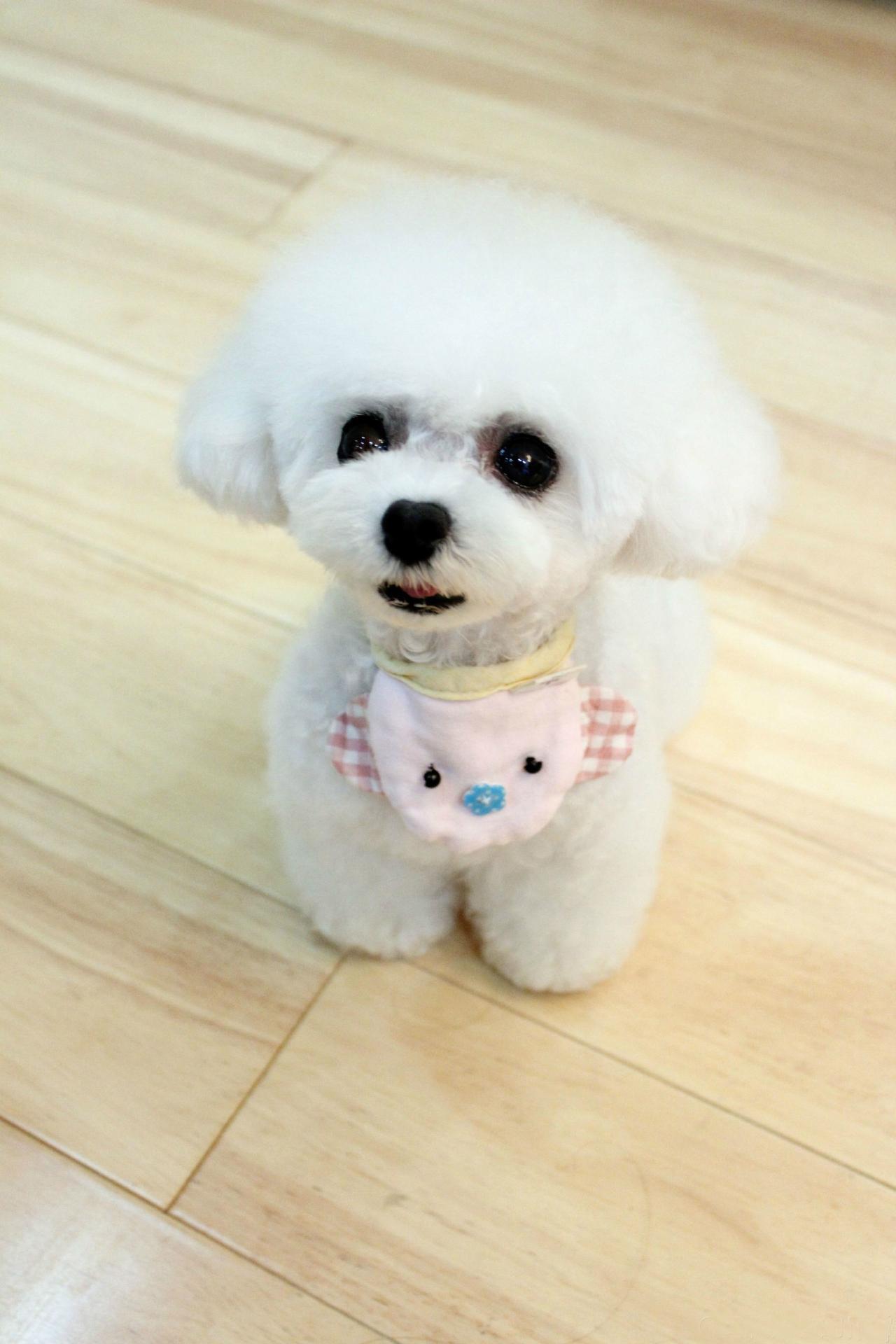 贵宾犬珊珊张着嘴围着粉色围巾的萌态