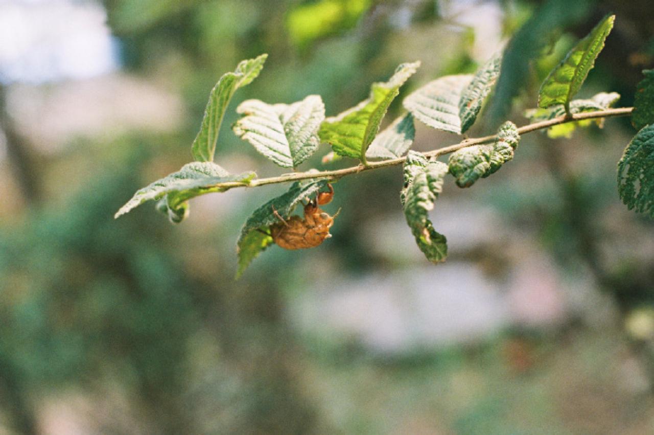 一只趴在树叶上的昆虫