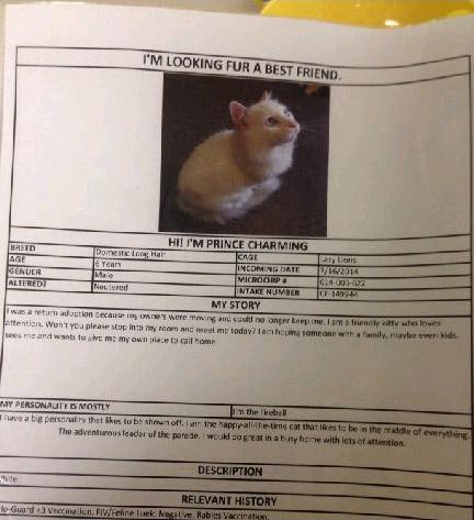 美国等待被领养的动物的资料卡，上面有动物的照片，详细记录动物的年龄、性别、被收容的时期及故事等等信息