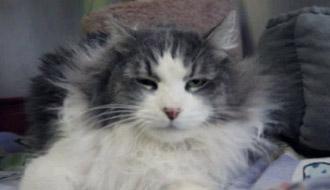 招财猫2013年1月1日刚刚被救助时的样子