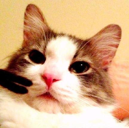 招财猫初期到主人家时的脸部特写 招财大法好（loveofmylifeh）拍摄