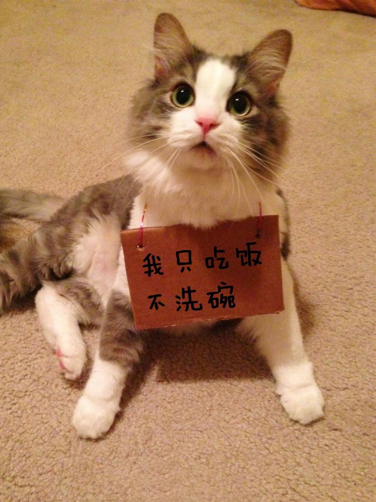 招财猫挂牌：我只吃饭，不洗碗表情