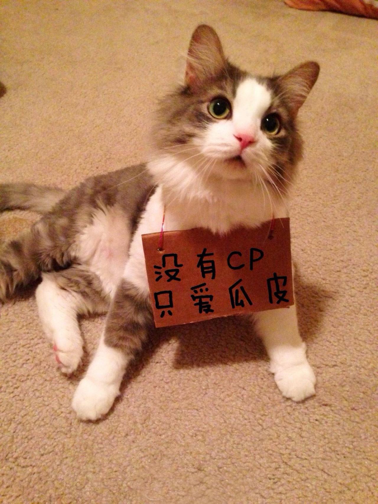 招财猫挂牌：没有CP，只爱瓜皮表情