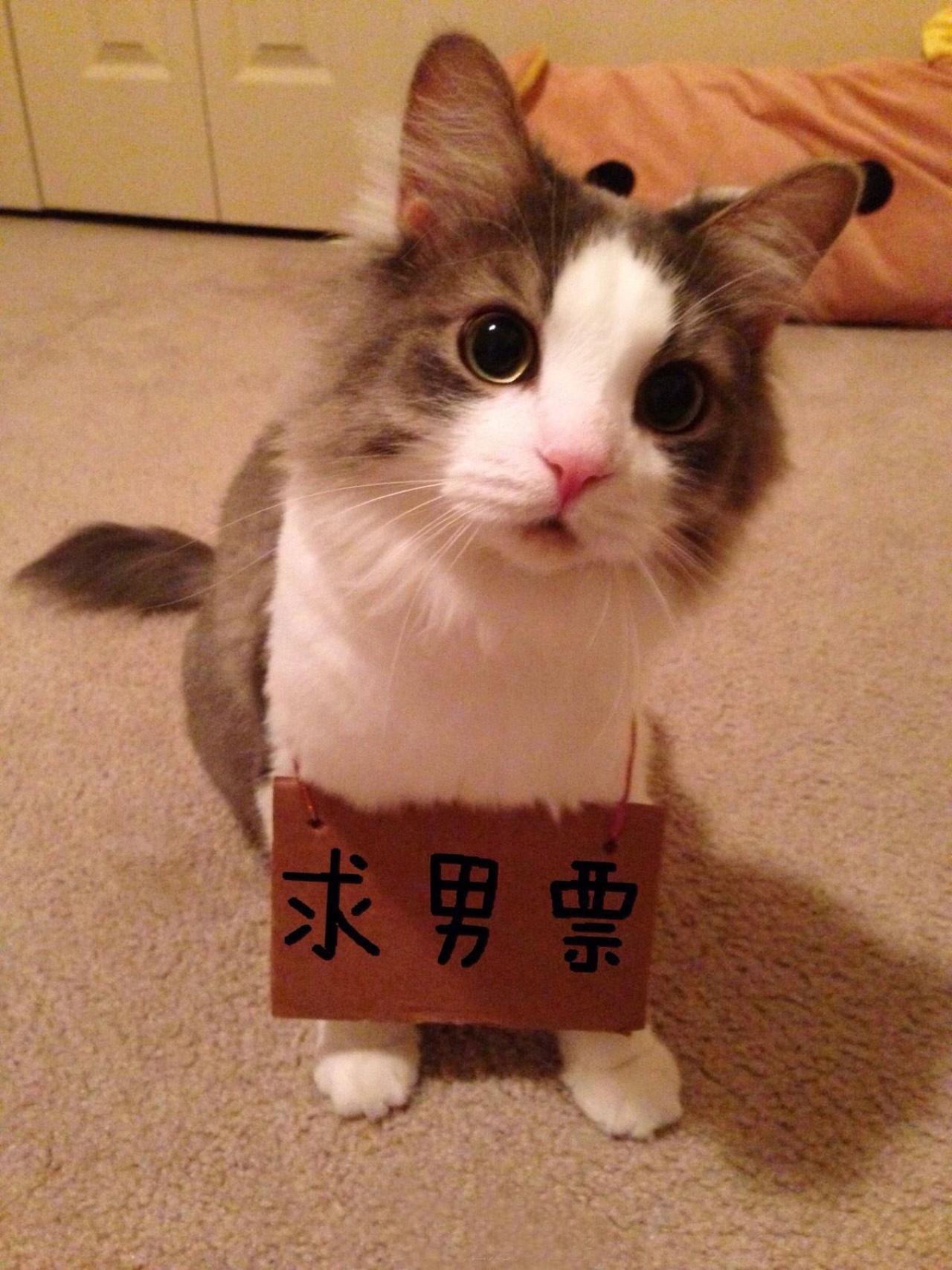 招财猫挂牌：求男票表情