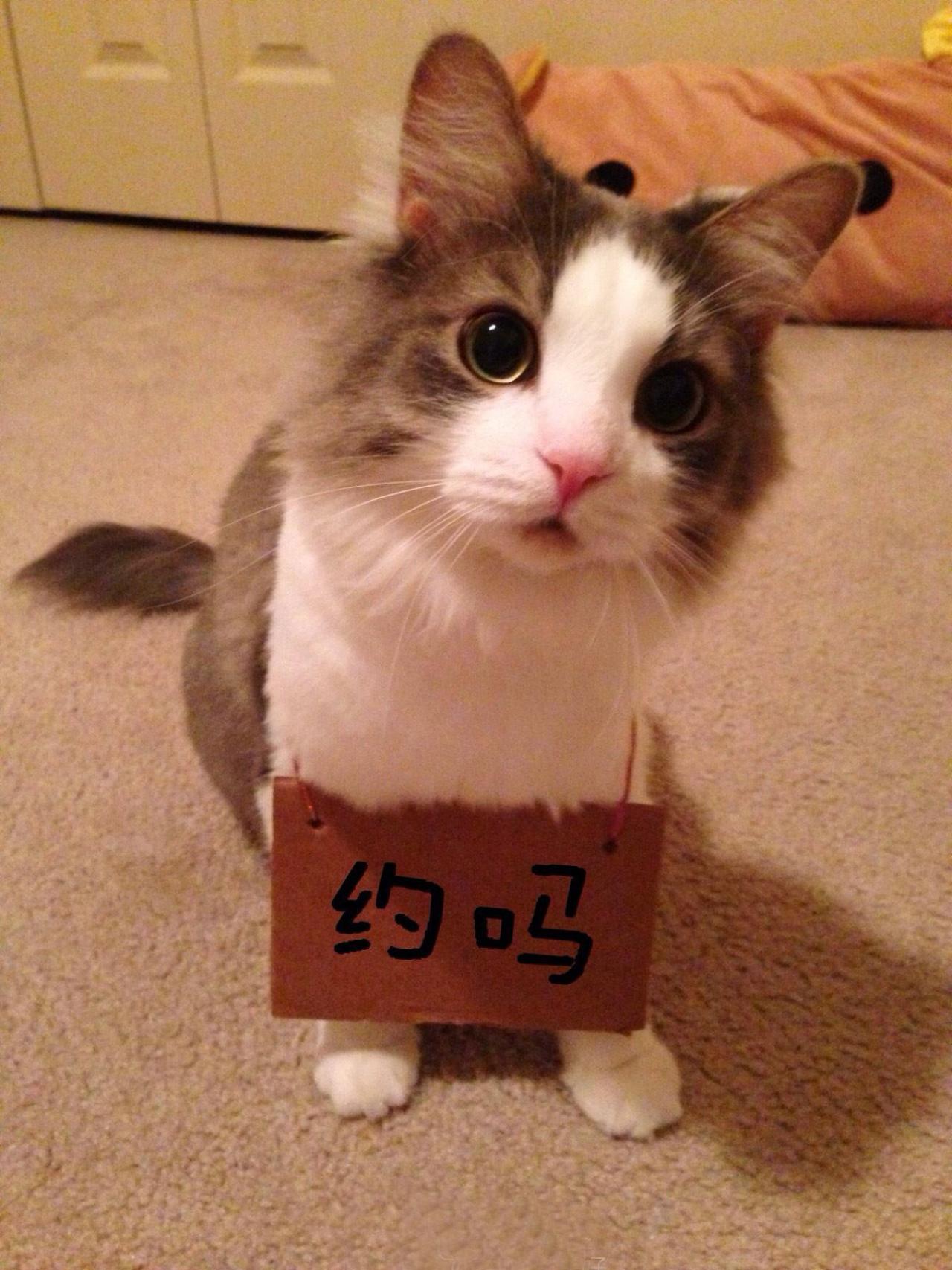 招财猫挂牌：约吗表情