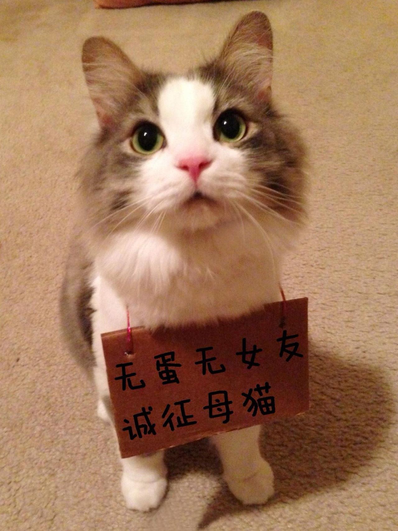 招财猫挂牌：无蛋无女友，诚征母猫表情
