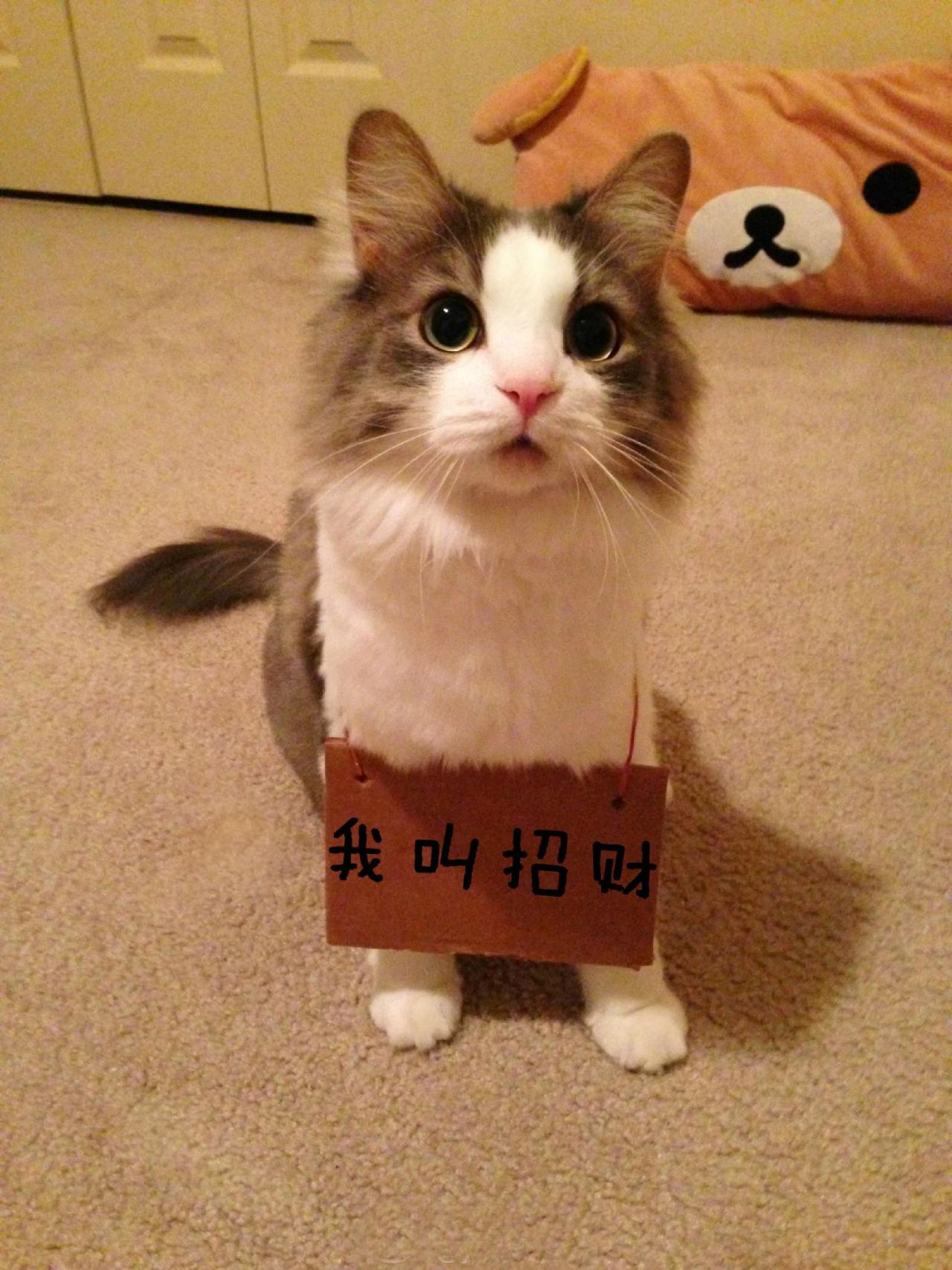 招财猫挂牌自我介绍：我叫招财