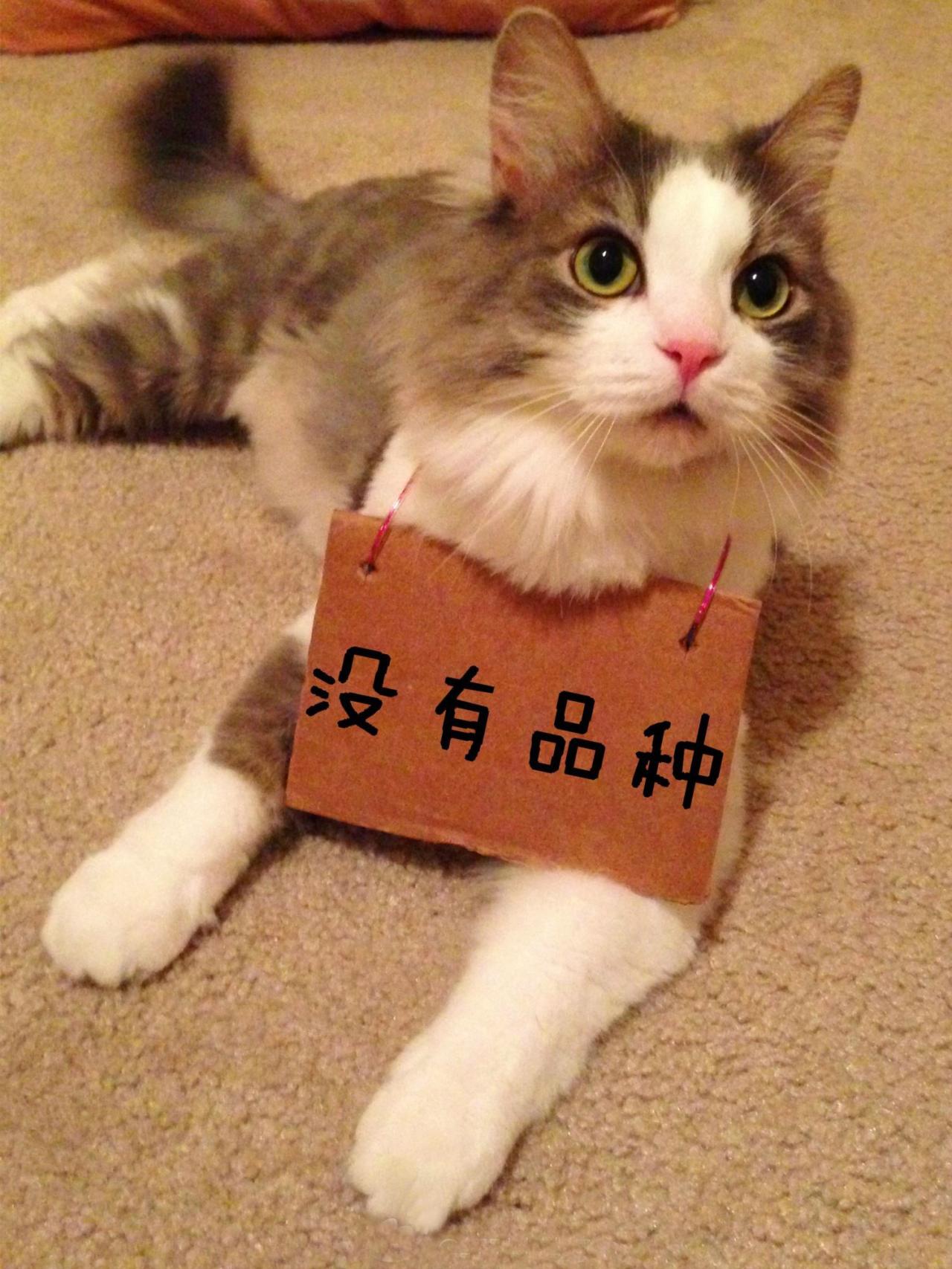 招财猫挂牌表情：没有品种