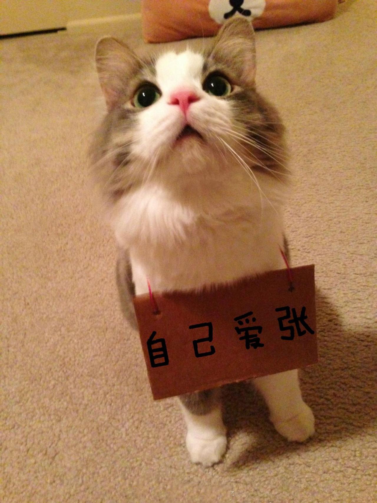 招财猫挂牌表情：自己爱张