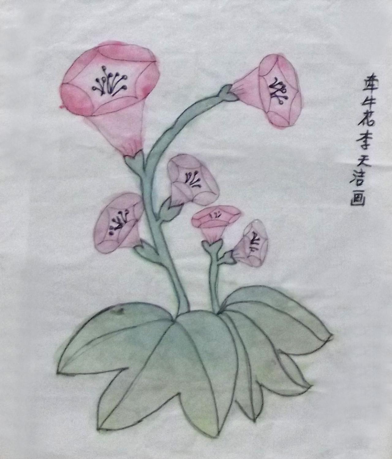 牵牛花 李天浩画
