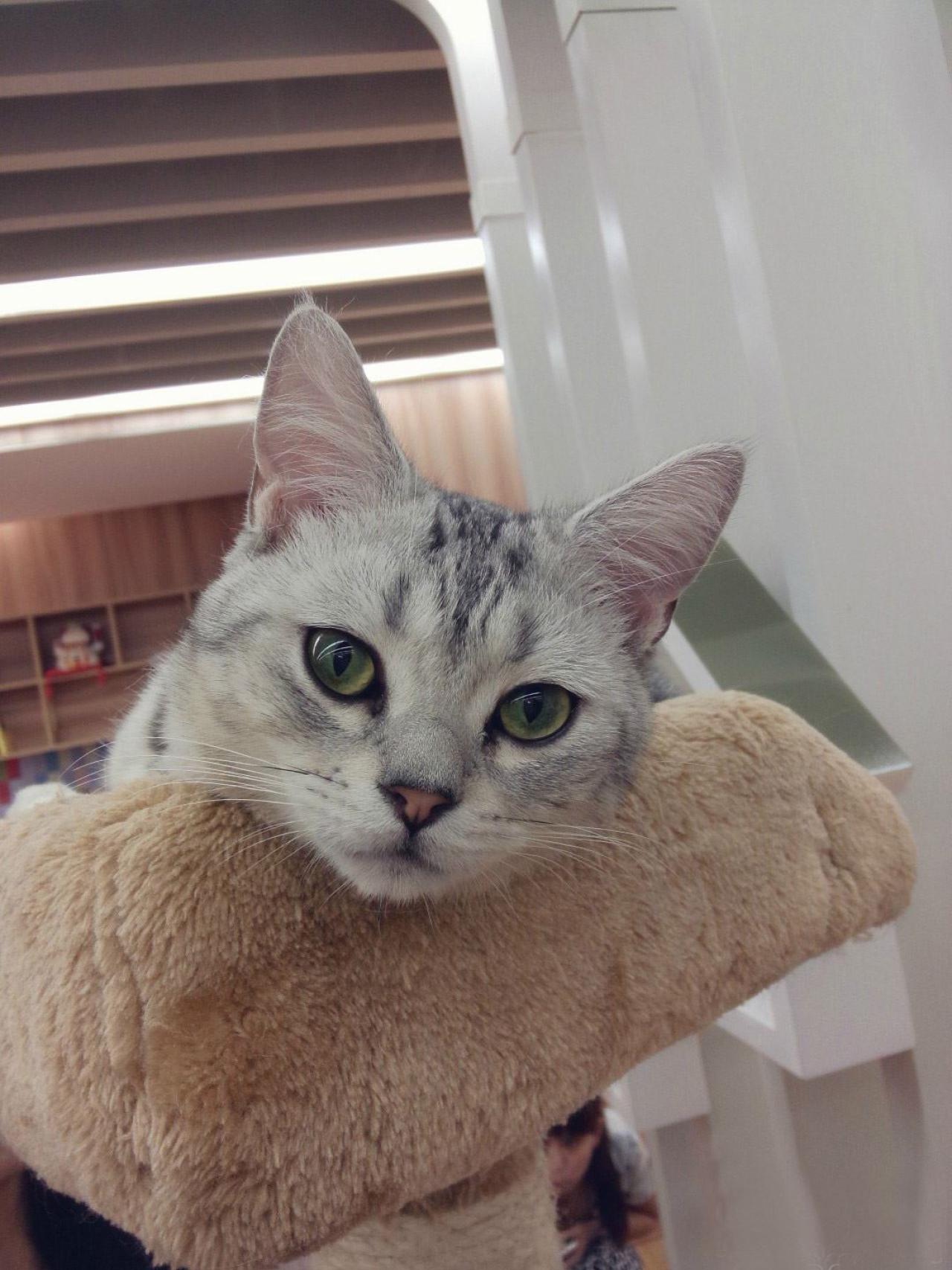 小猫咪呆呆的歪着脑袋看镜头