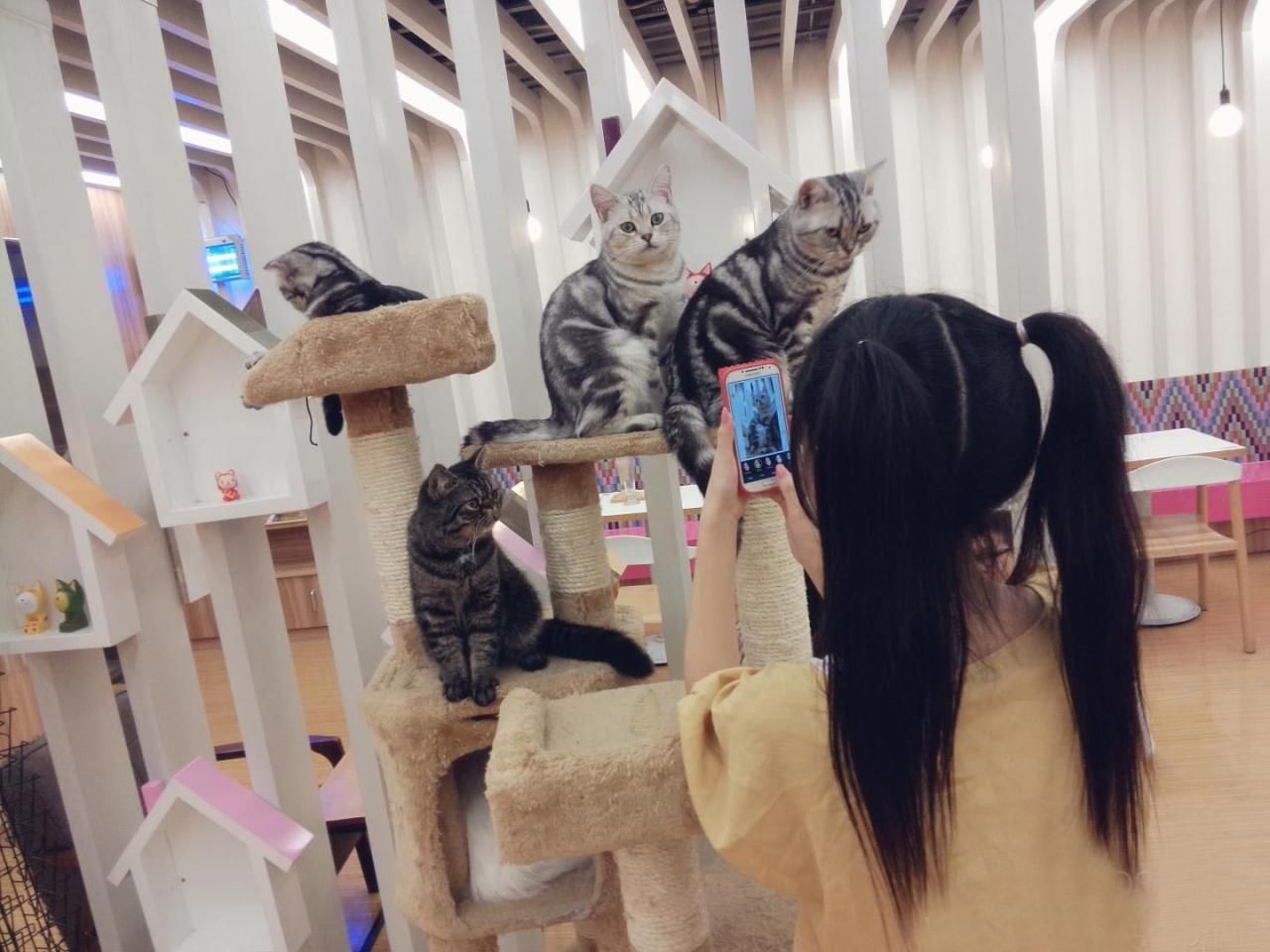 双马尾小Can正用手机给猫咪拍照