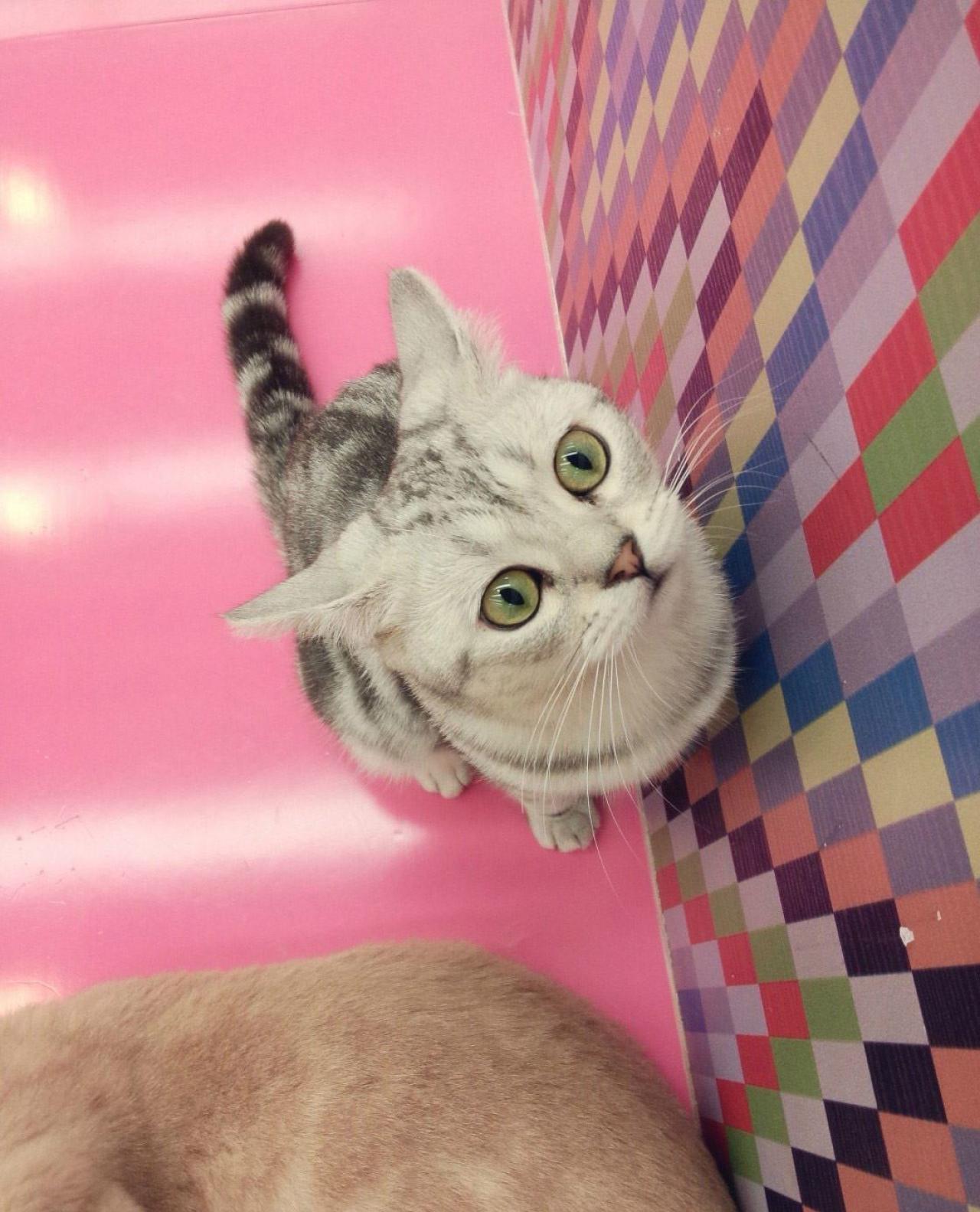 小米坐在粉色木板上，抬头很认真的看着镜头