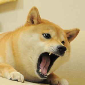 小黄狗Doge扒在沙发，张大嘴巴的表情