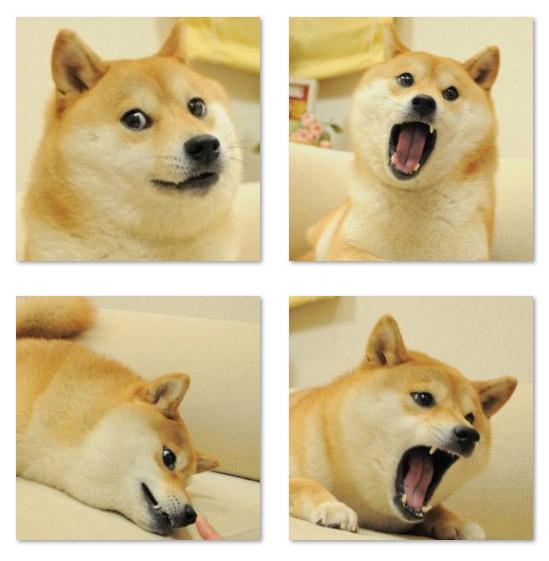 呆萌的柴犬DOGE小黄狗表情 预览图