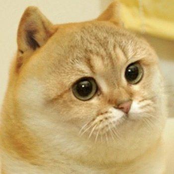 小黄狗Doge的小伙伴猫咪Cate