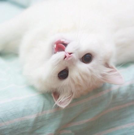 猫咪Max躺在毯子上，仰着脑袋吐舌卖萌