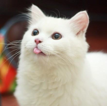 猫咪Max吐出一点舌头