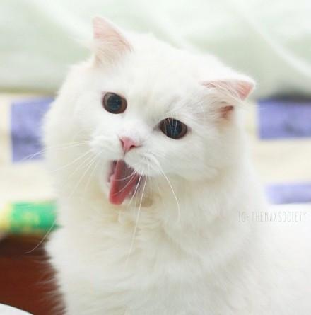 猫咪Max张开嘴巴，吐出舌头吃惊状