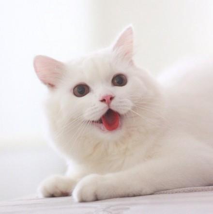 猫咪Max对着镜头，张开嘴巴吐舌头卖萌