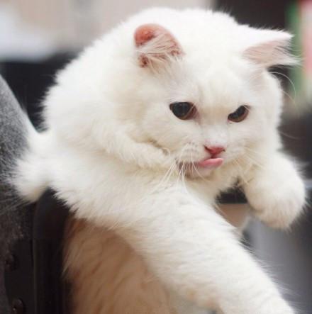 被抱起的猫咪Max，还不忘用舌头舔舔鼻子