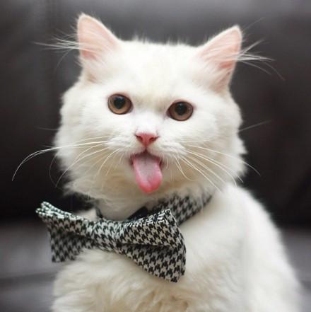 猫咪Max带着黑白蝴蝶结，吐出舌头的方向刚好和蝴蝶结的方向相反，颇有萌感
