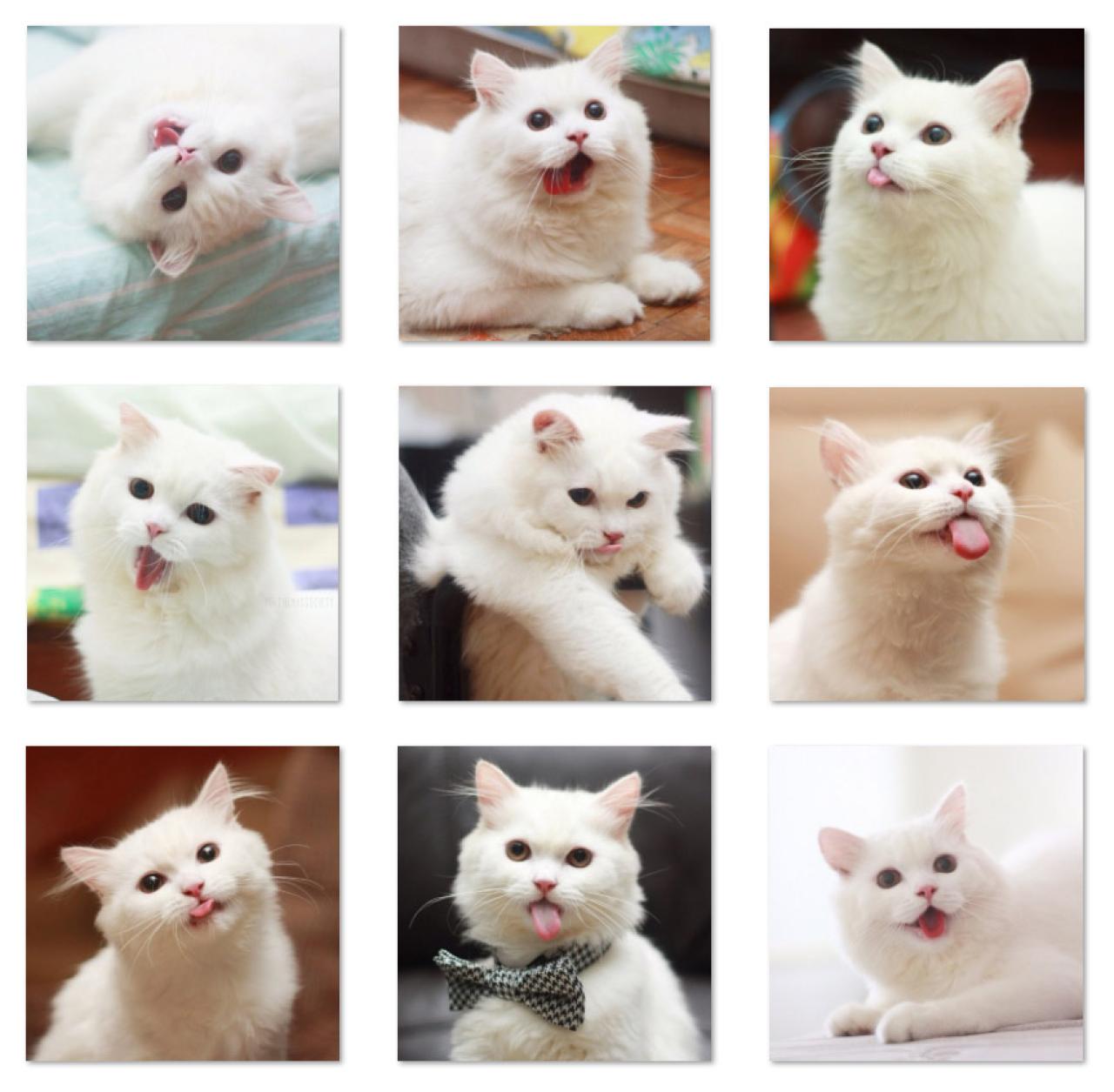 爱吐舌的小猫咪Max萌头像 预览图