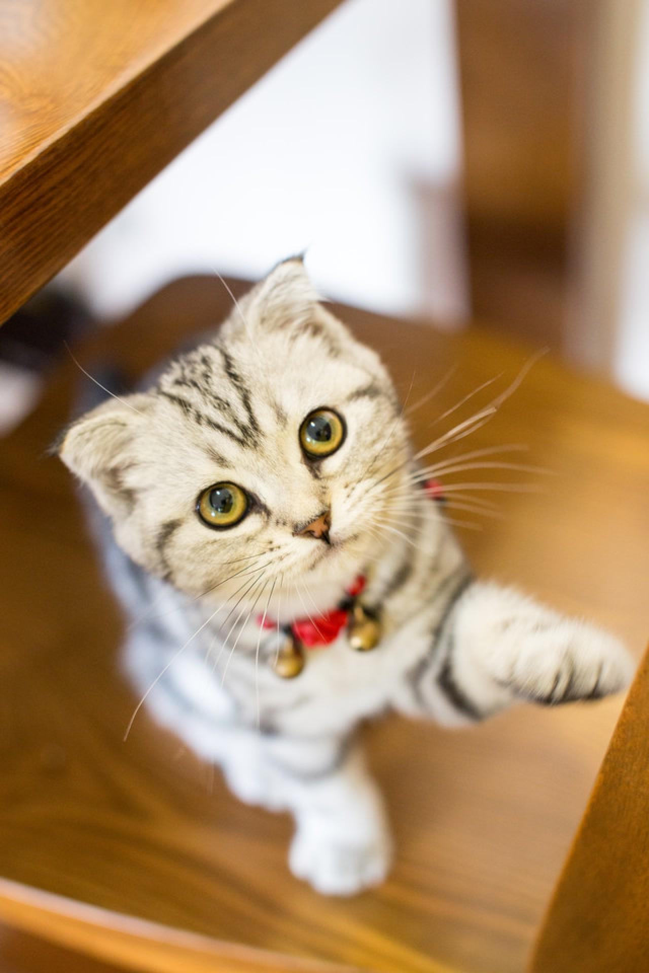 戴着铃铛的小猫咪挥舞着抬起左前爪向镜头挥舞