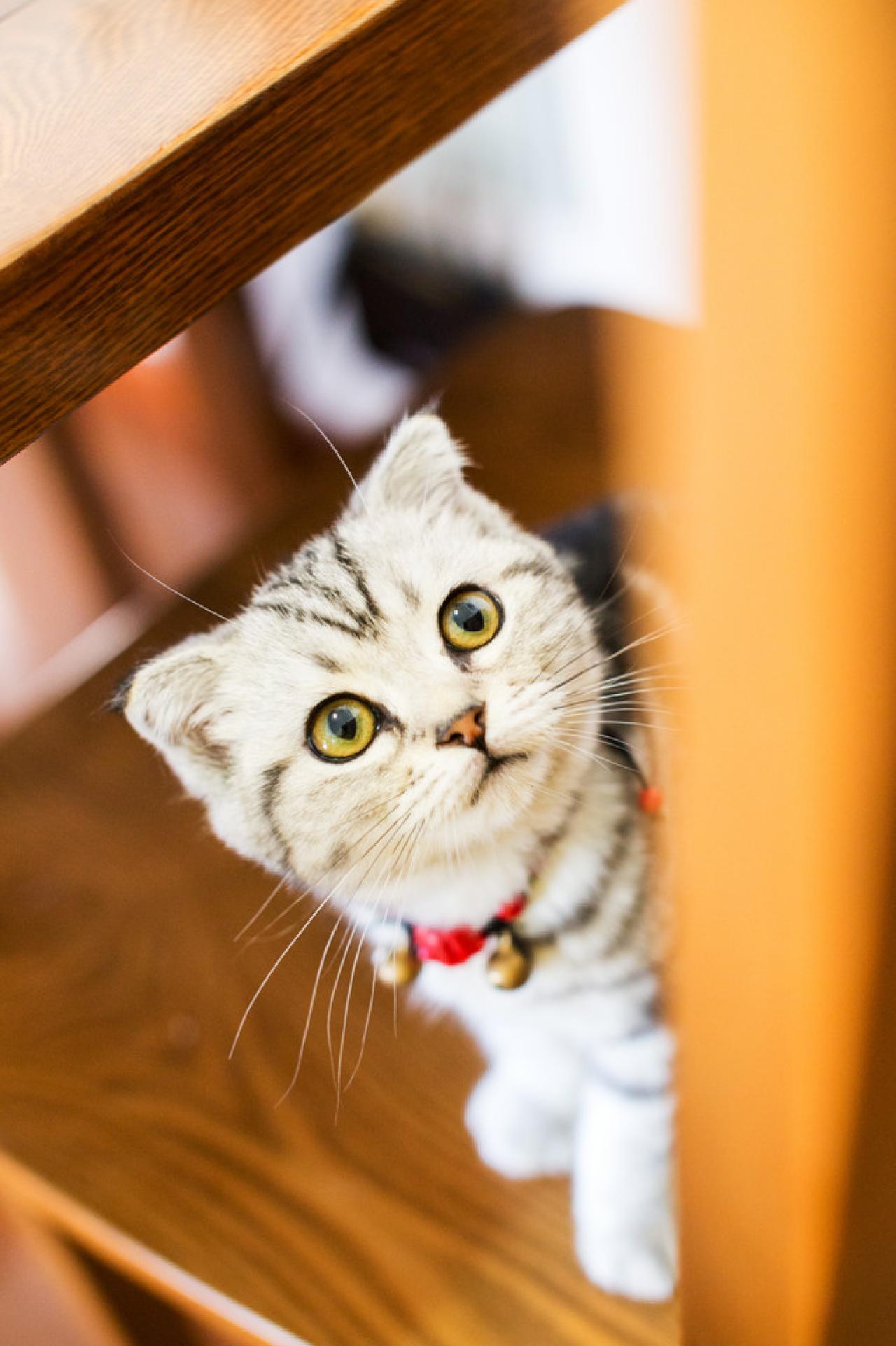 猫咪躲在门后露出脑袋