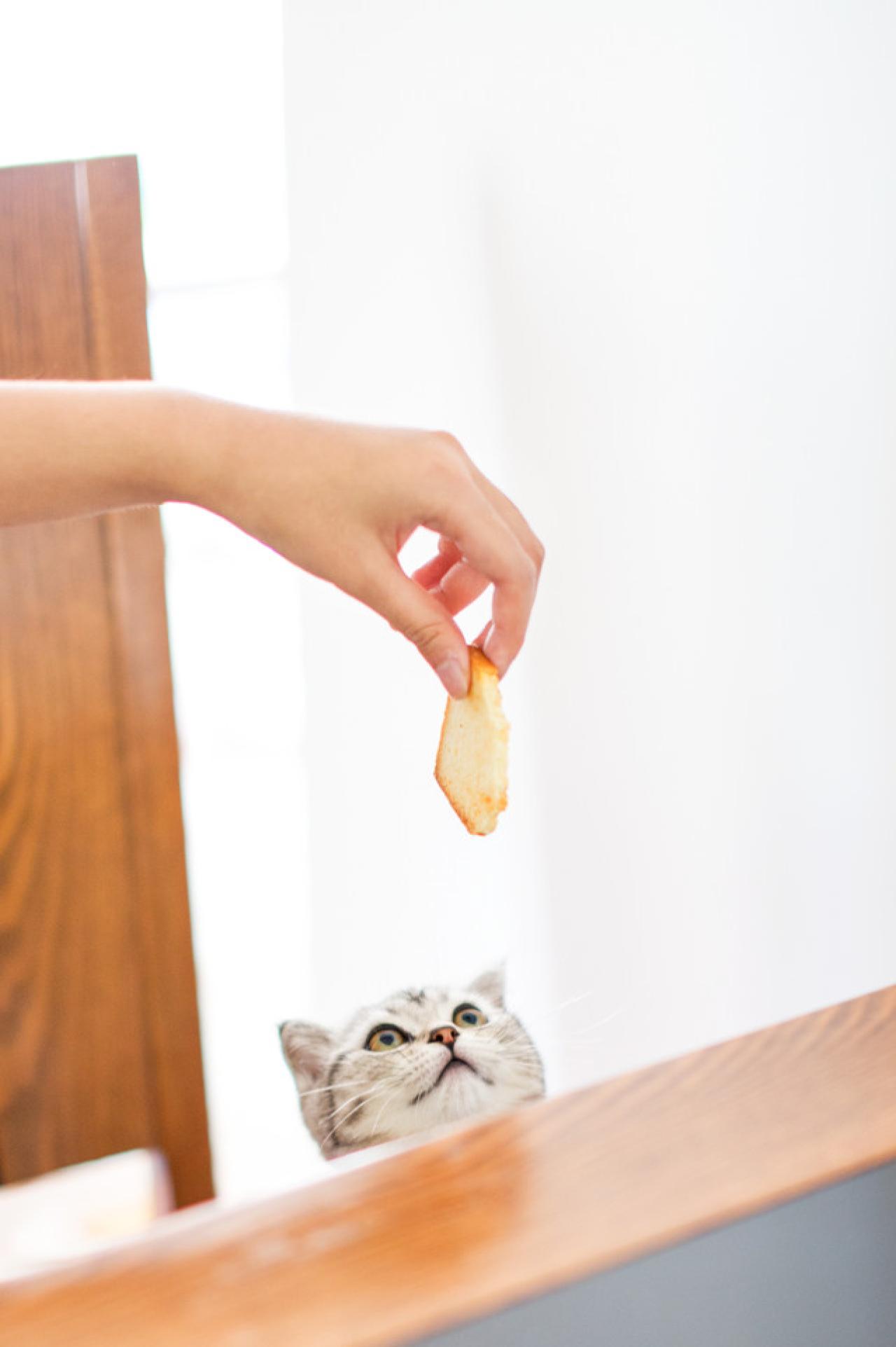 小猫咪专注的看着馍片，扒在桌子上伺机而动