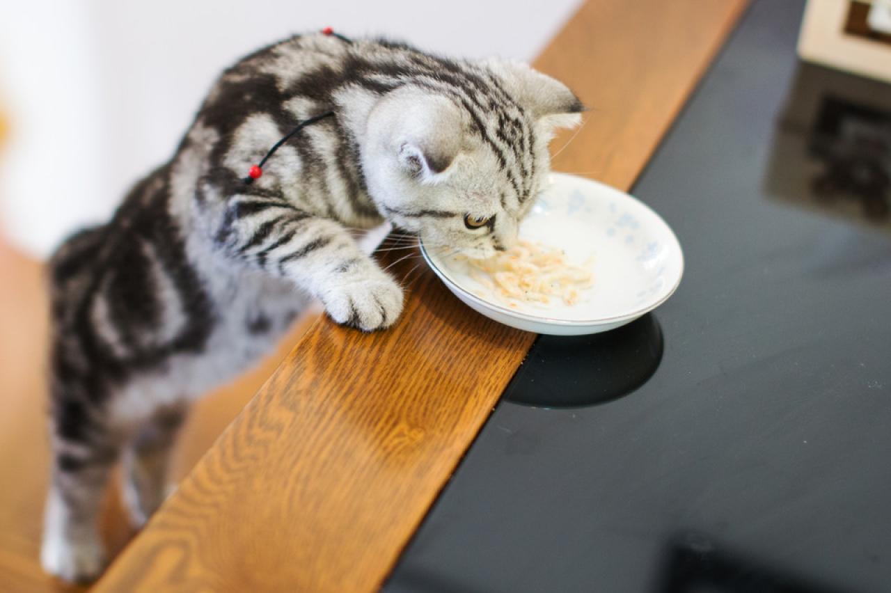 猫咪扒在桌子上，吃着盘子里的虾仁