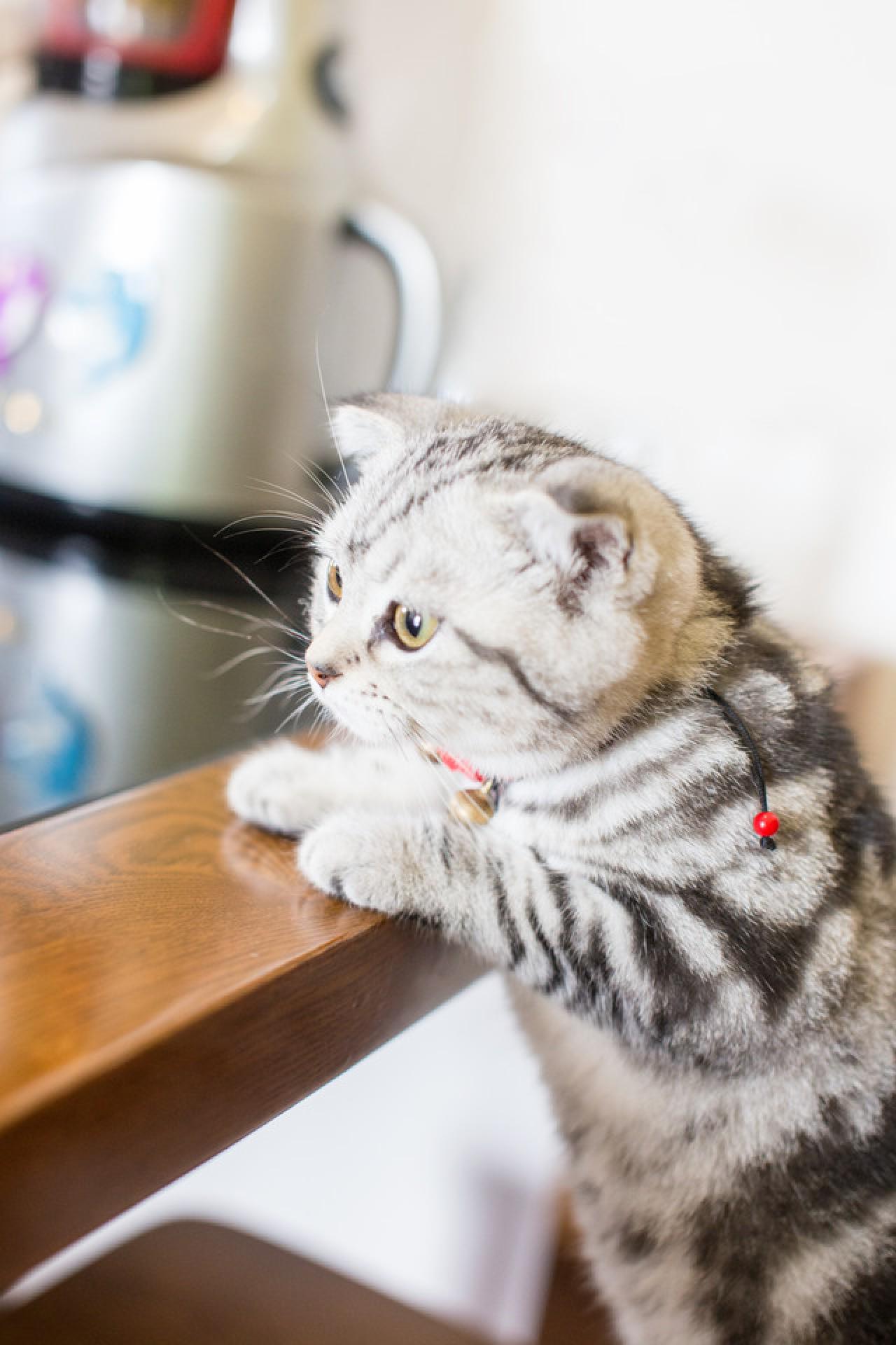 猫咪直立身子扒在桌子上