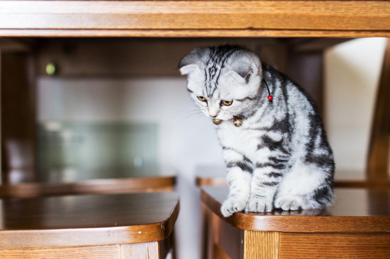 猫咪低着头，坐在椅子和桌板之间