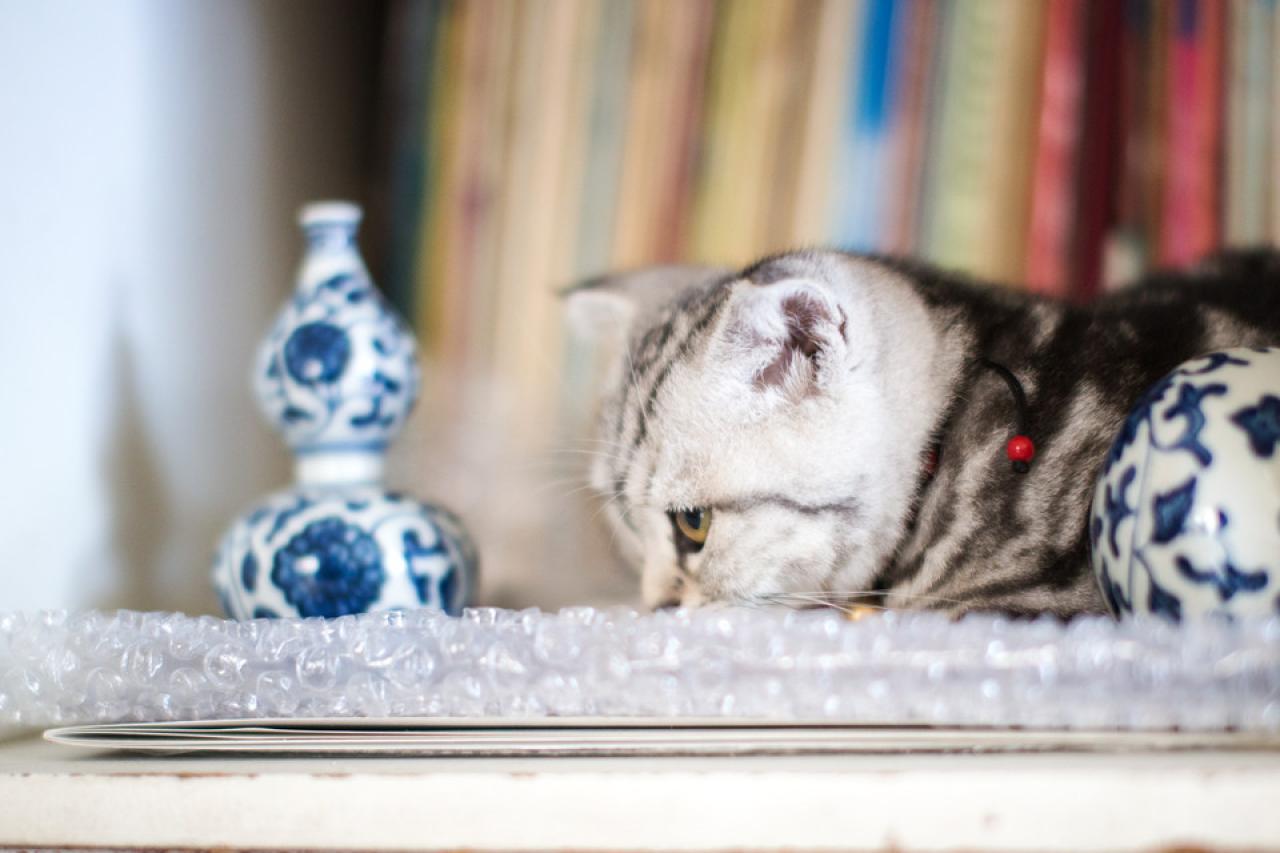 猫咪懒洋洋的扒在书架上