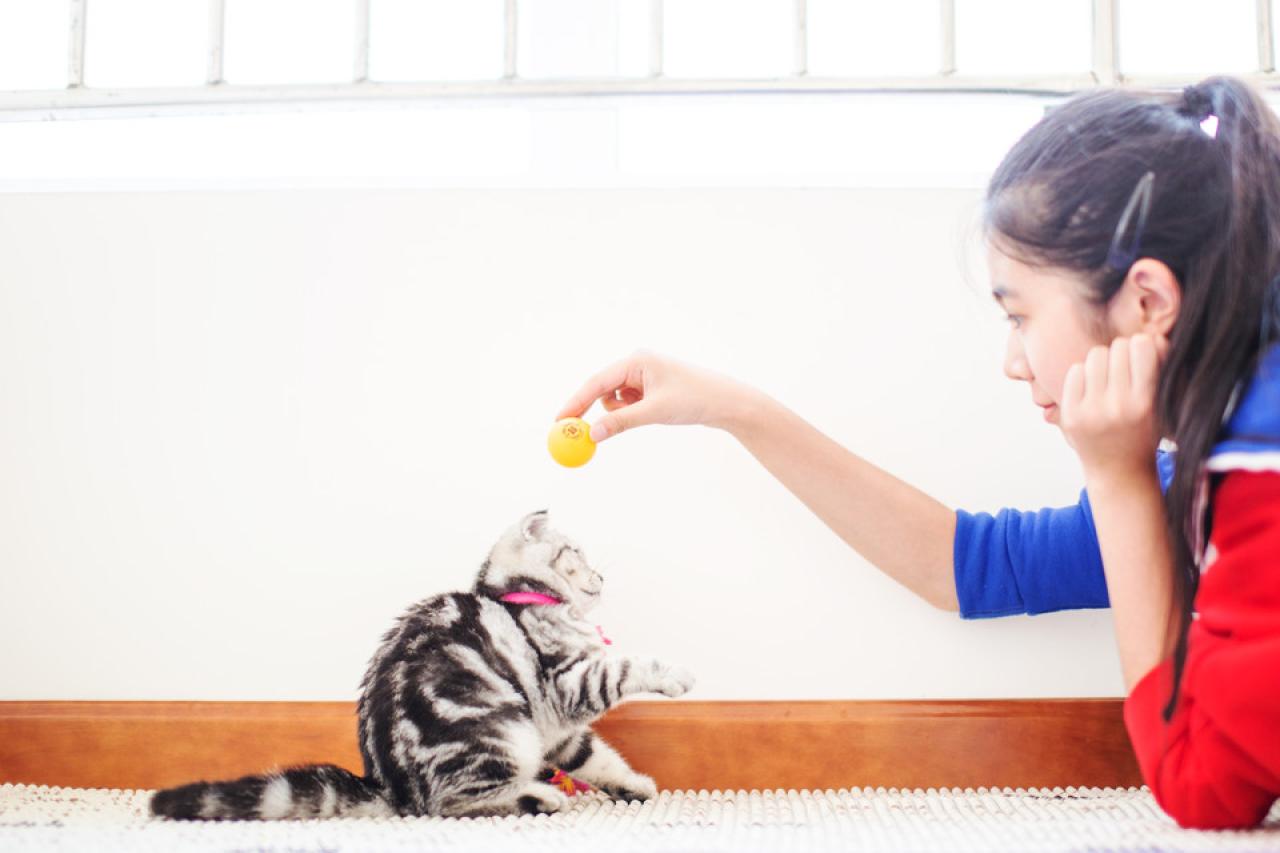 女孩正拿着乒乓球逗猫咪