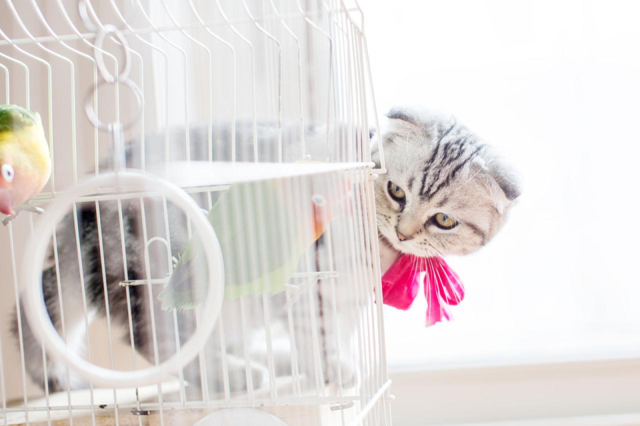 小猫咪仔细寻找着，这笼子有没有什么入口