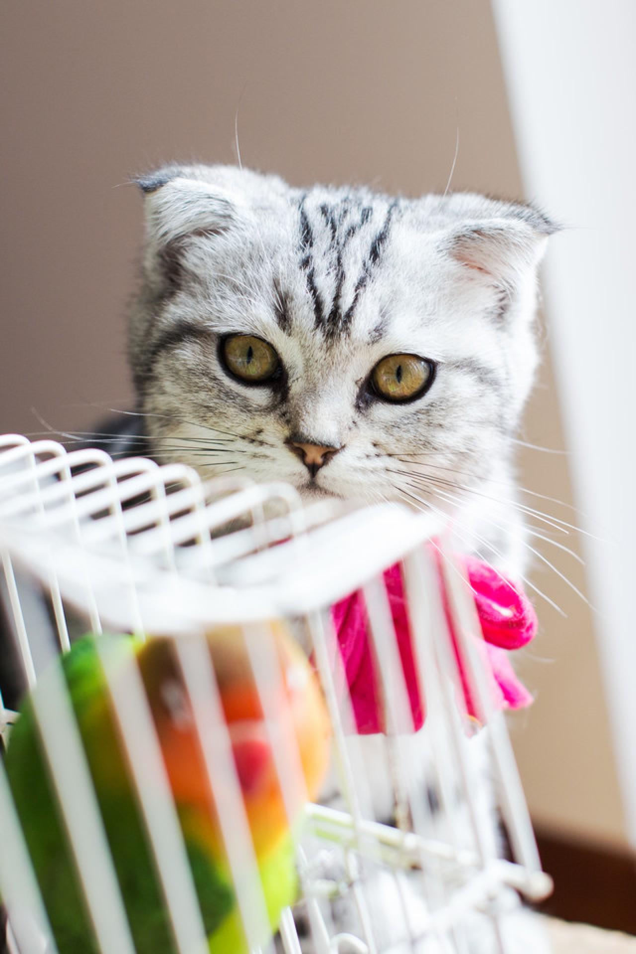 猫咪凝望鹦鹉的眼神