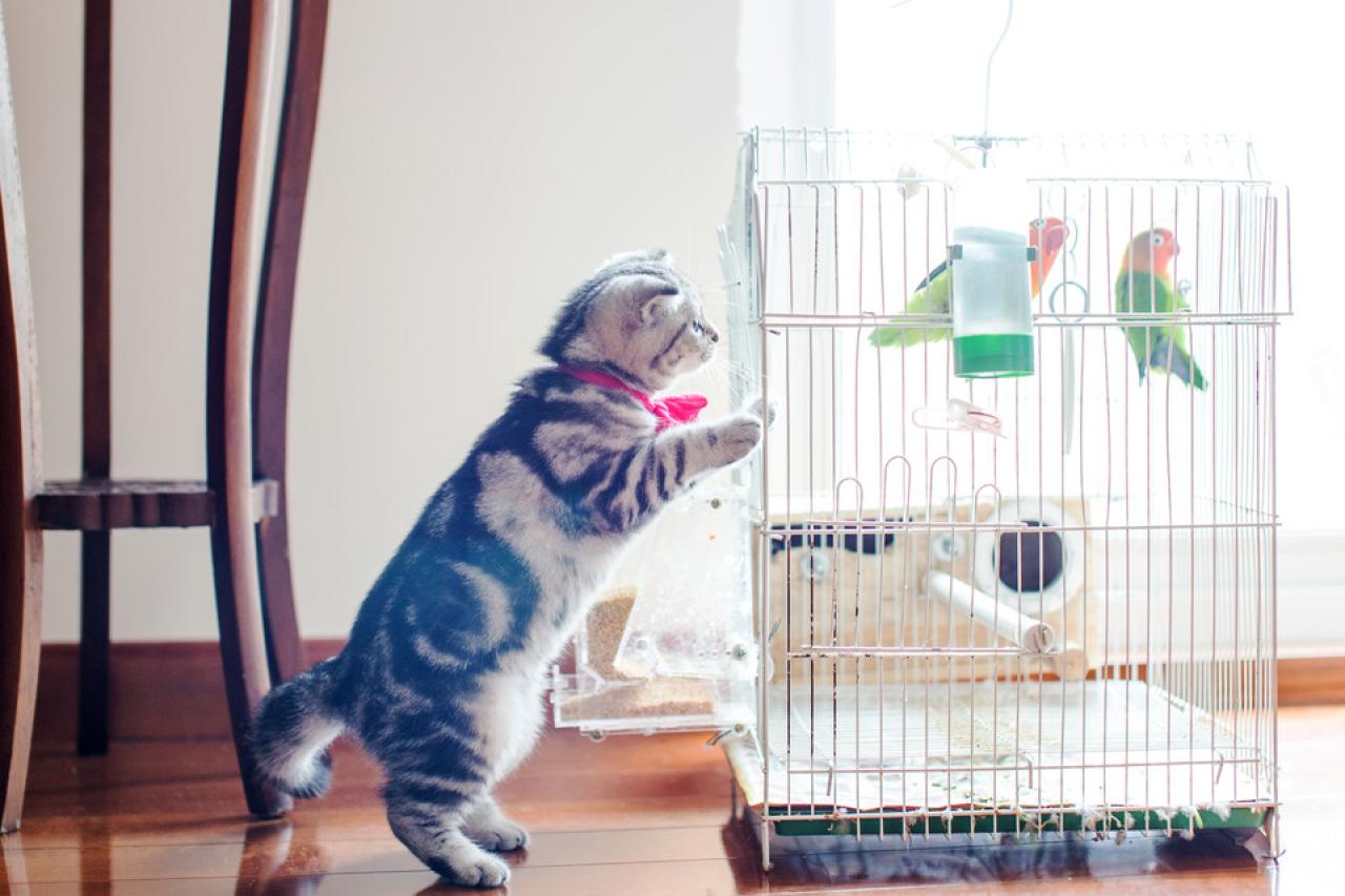 猫咪扒在鸟笼上，似乎对笼子里的鹦鹉很感兴趣