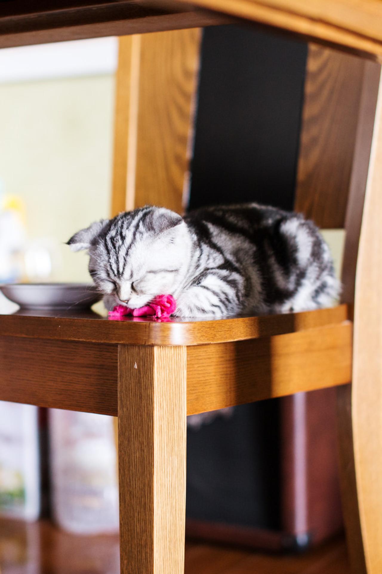 吃饱了，该睡觉啦。猫咪扒在椅子上闭上了眼睛。