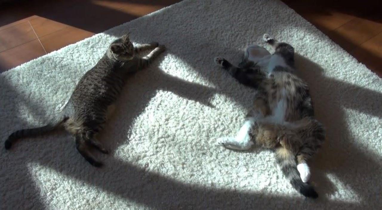 妹妹小花扒在毯子上看着四脚朝天的躺着的哥哥小圆