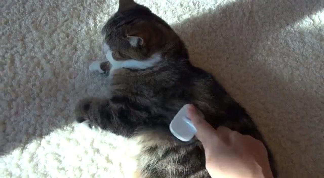 主人正在给哥哥小圆刷后背的毛