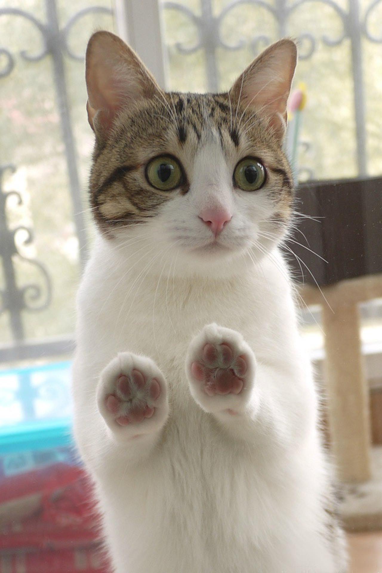 站着扒在玻璃上，好奇看着侧前方的猫咪萌表情