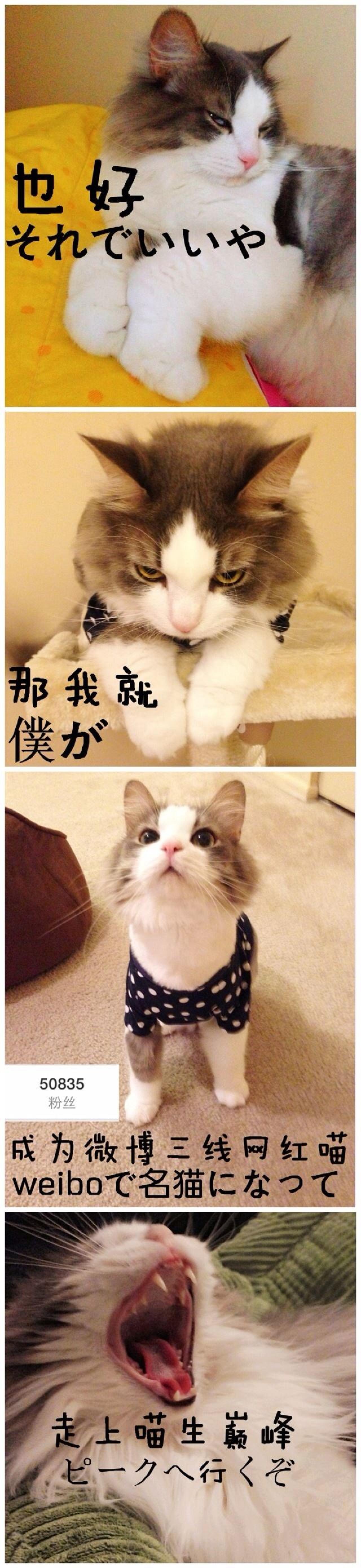 也好，那我就成为微博三线网红猫，走上喵生巅峰