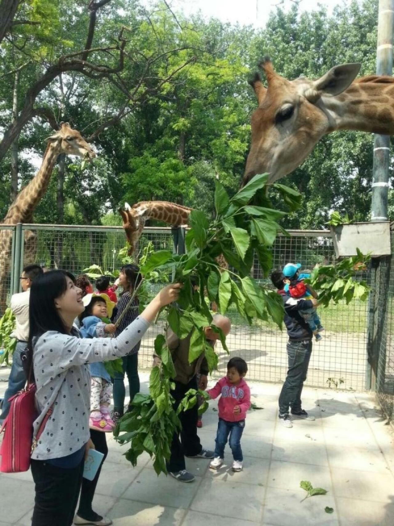 人们喂长颈鹿的情景