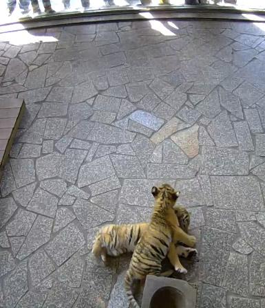 两只呆萌的小老虎