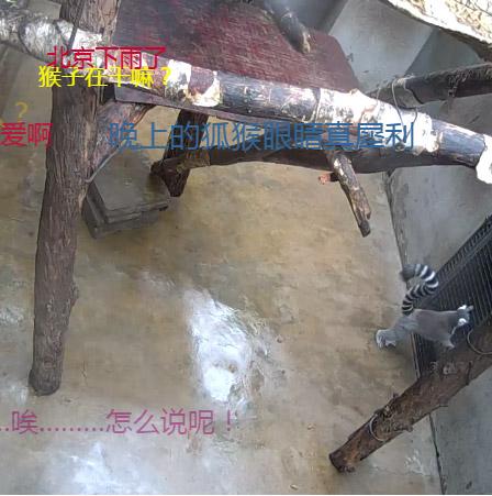 正在直播的环尾猕猴