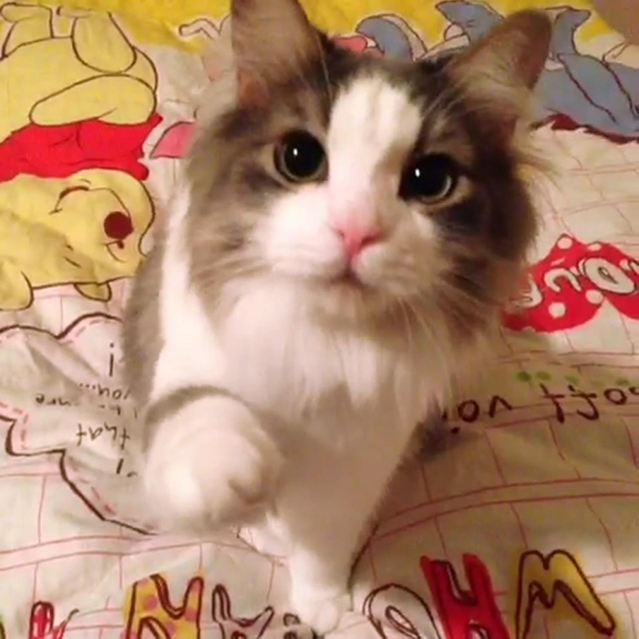 名字叫“招财”长毛猫扒在床上伸爪照