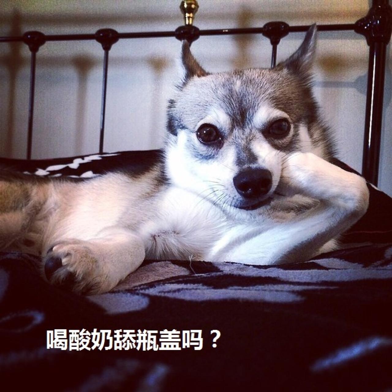 狗狗销魂萌提问表情：喝酸奶舔瓶盖吗？