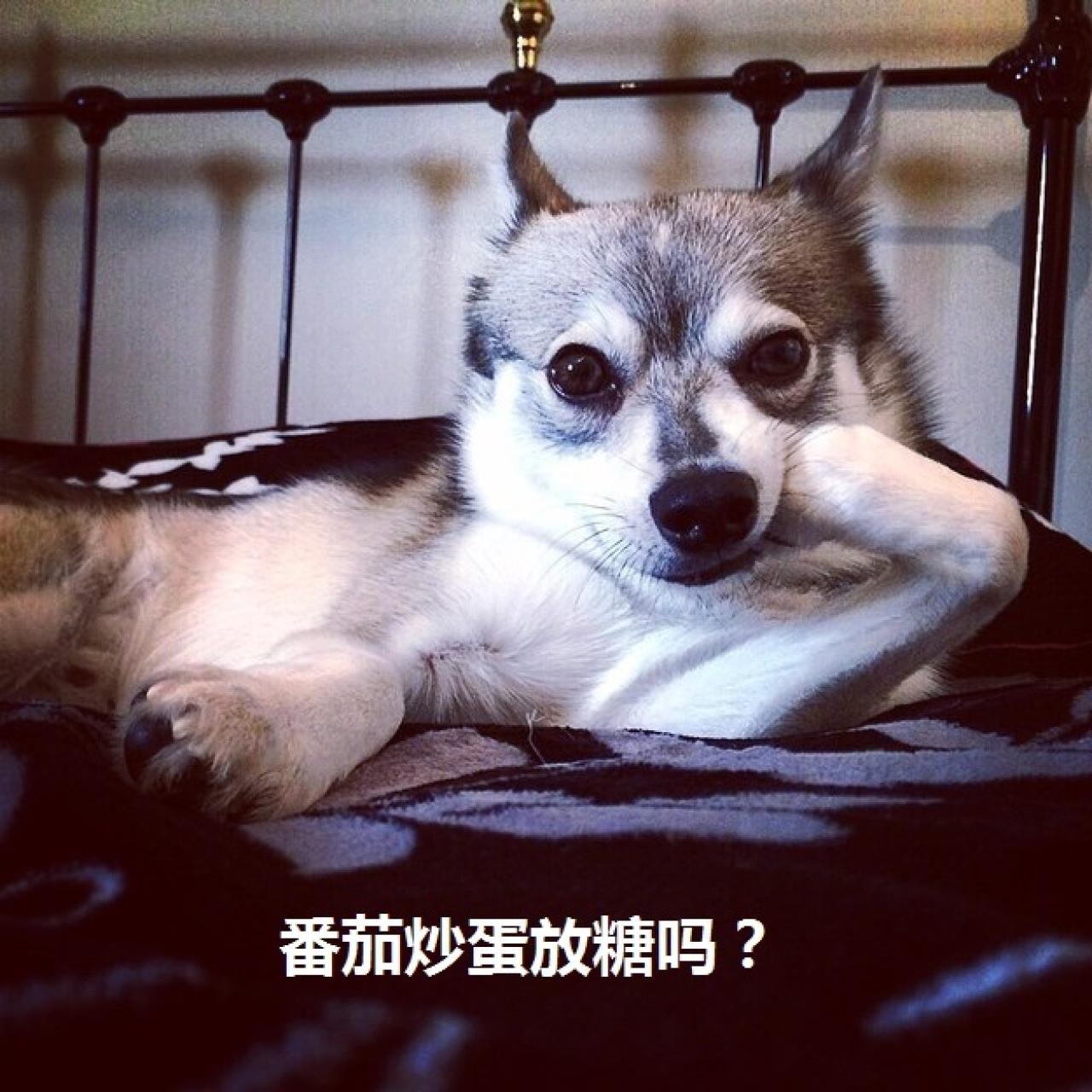 狗狗销魂萌提问表情：番茄炒蛋放糖吗？