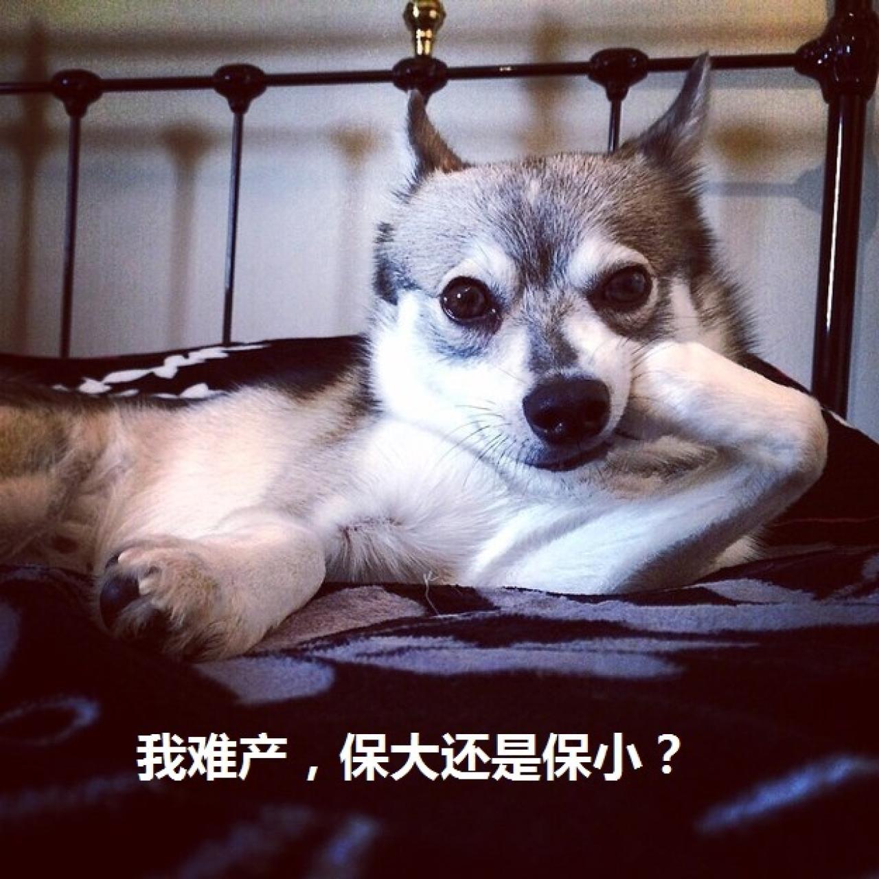 狗狗销魂萌提问表情：我难产，保大还是保小？